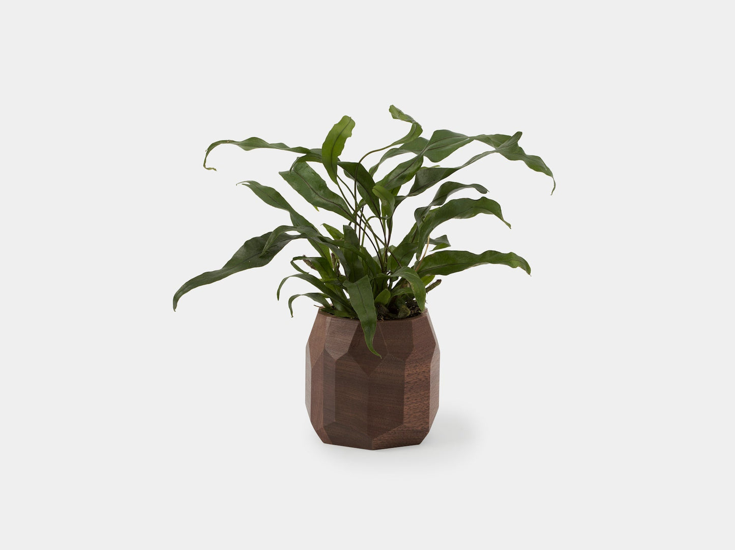 Geometric Pot